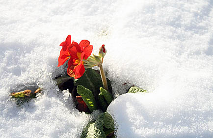 Photo: Flower in the snow, Botanic Gardens Glasgow West End.