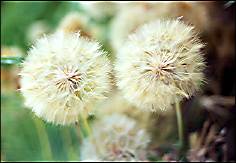 Photo: Seed heads.