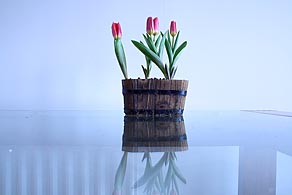 Photo: Red Tulips.