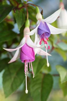 Fuschia Botanic Gardens Glasgow October 08. Photo: Fuschia Botanic Gardens Glasgow October 08.