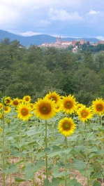 Photo: sunflowers.