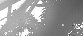 Photo: Main glasshouse ceiling.