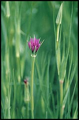 Photo: Flowers.