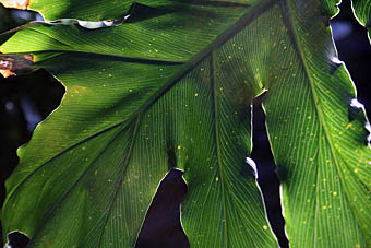 Photo: Leaf Botanic Gardens Glasgow West End.