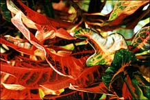 Photo: Leaves 03.