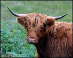 Photo: Highland Cow.