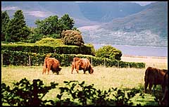 Photo: Highland Cattle.