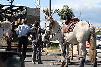 Photo: Horses getting ready for the Bull ring.