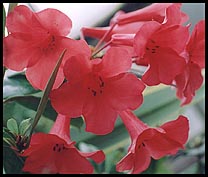 Photo: Flowers.