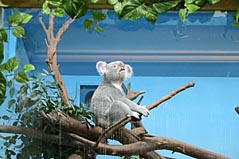 Photo: Bear.
