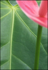 Photo: Flowers as abstract art.