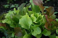 Lettuce from Kirleet Allotment. Photo: Lettuce from Kirleet Allotment.