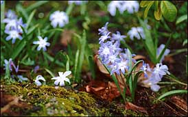 Photo: Small blue flowers.