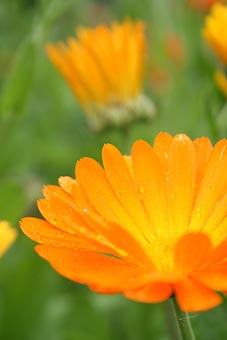 Photo: Marigolds at our Kirklee allotments.