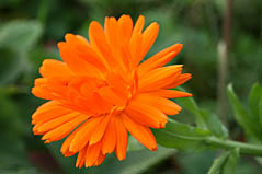 Marigolds. Photo: Marigolds.