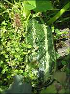 Photo: Marrow from the plot.