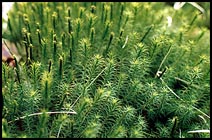 Photo: Moss.
