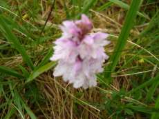 Photo: Mountain Orchid.