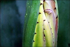 Photo: New growth in the greenhouse.