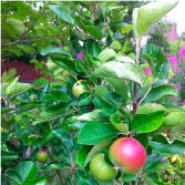 Photo: north kelvin meadow apples.