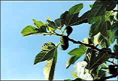 Photo: Olives, Italy.