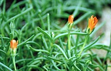 Photo: Orange flowers.