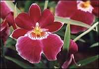 Photo: Red Orchid.