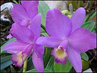Photo: Orchid in the Main Range of Glasshouses in Botanics.