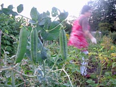 Photo: Peas and Pat working at the Kirklee allotments.