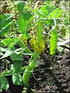 Photo: Peas from the plot.
