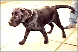 Photo: David O'Neil's Labrador, Alfie.