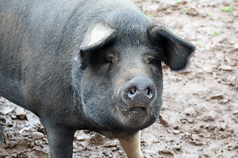 Photo: Pigs on the farm.