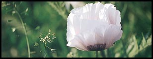 Photo: Pink Poppy.