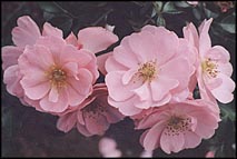 Photo: Pink Roses.