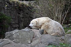 Photo: Polar Bear at Edinburgh Zoo.