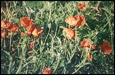 Photo: Poppies.
