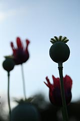 Poppy at Kirklee Allotments. Photo: Poppy at Kirklee Allotments.