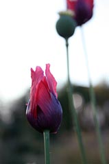 Poppy at Kirklee Allotments. Photo: Poppy at Kirklee Allotments.