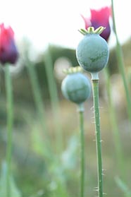 Poppy at Kirklee Allotments. Photo: Poppy at Kirklee Allotments.