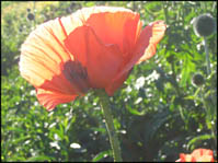 Photo: Poppy June 05.