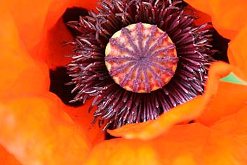 Large red poppy. Photo: Large red poppy.