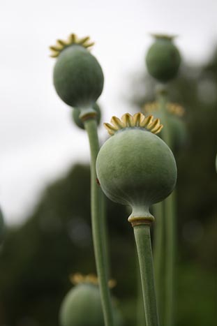 Poppy seed heads at Kirklee Allotment, Glasgow West End. Photo: Poppy seed heads at Kirklee Allotment, Glasgow West End.