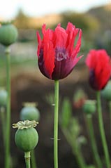 Poppy at Kirklee Allotments. Photo: Poppy at Kirklee Allotments.