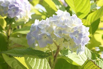 Flowers in August. Photo: Flowers in August.