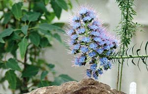 Spring flowers. Photo: Spring flowers.