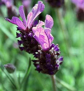 Photo: Spring flowers 2008.