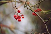 Photo: Winter fruit.