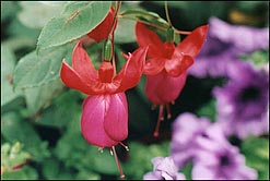 Photo: Red Flower.