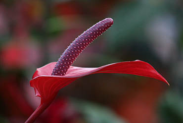 Photo: Red flowers in the Botanics.