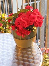 Flowers on table. Photo: Flowers on table.